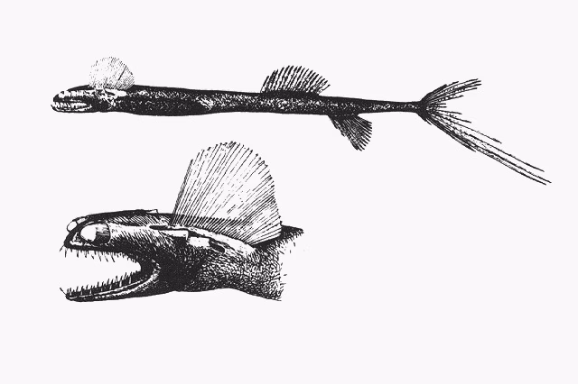 C&aacute; k&iacute;nh viễn vọng Ấn Độ với đ&ocirc;i mắt to như ống k&iacute;nh