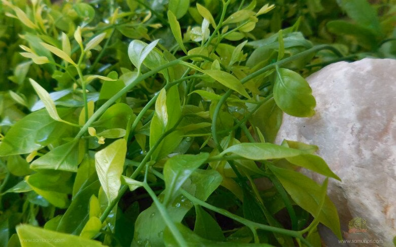 C&acirc;y rau sắng th&acirc;n gỗ ph&aacute;t triển tự nhi&ecirc;n tr&ecirc;n v&ugrave;ng n&uacute;i đ&aacute; v&ocirc;i