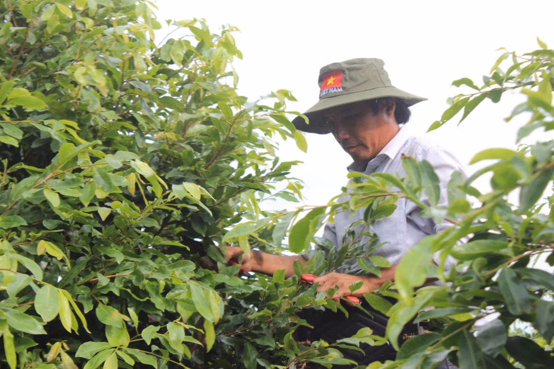 Người d&acirc;n chăm s&oacute;c mai v&agrave;ng tại vườn B&igrave;nh Lợi, TPHCM