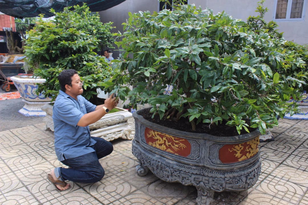 Nh&agrave; vườn băn khoăn về việc khai b&aacute;o nguồn gốc c&acirc;y mai