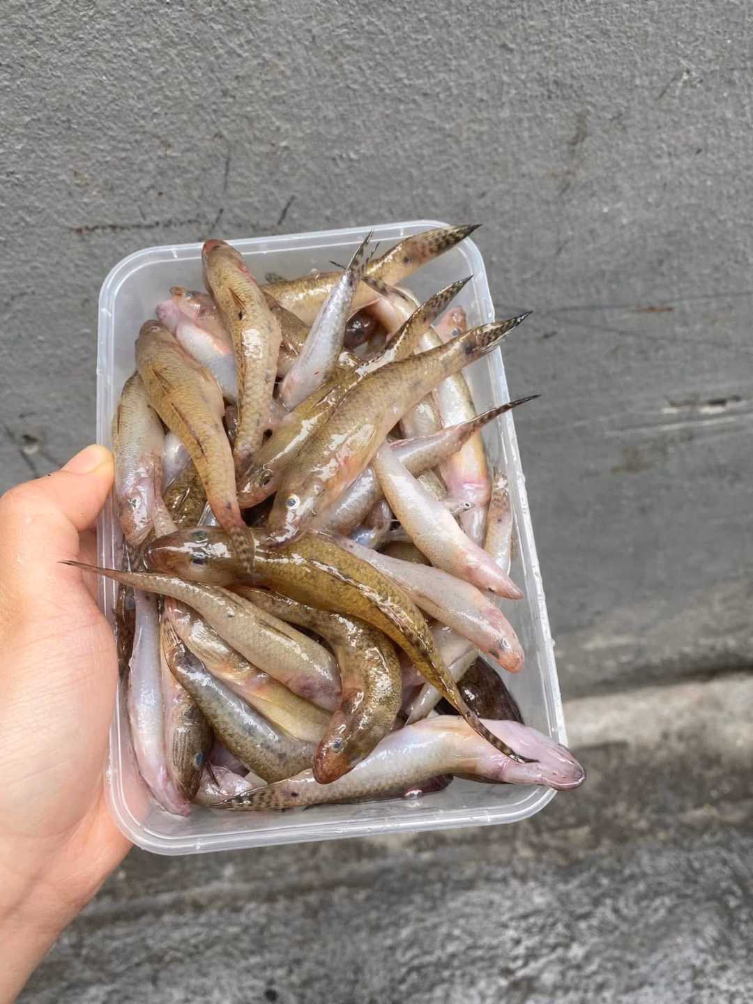 Cá bống sông Đà – đặc sản chỉ có một lần bắt trong năm