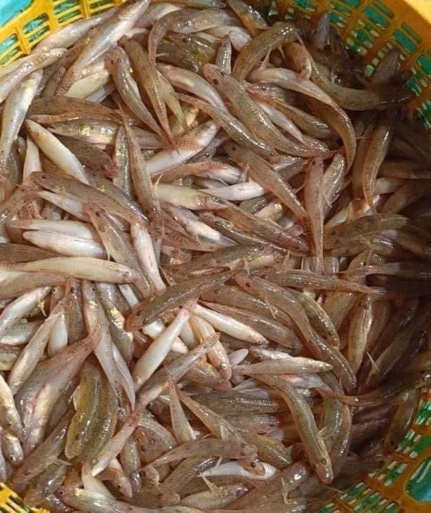 Cá bống sông Đà – đặc sản chỉ có một lần bắt trong năm