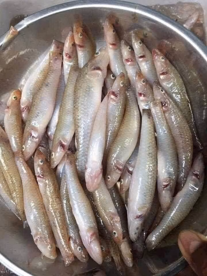 Cá bống sông Đà – đặc sản chỉ có một lần bắt trong năm