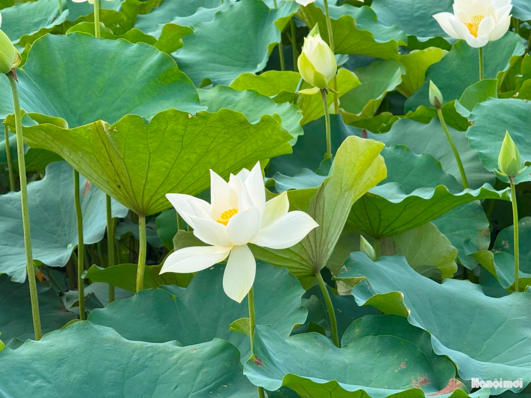 Giống sen trắng tại đầm sen Tam Hưng