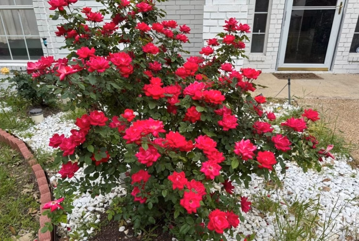 Ca sĩ Đan Trường khoe vườn hồng leo tại nhà riêng ở Mỹ